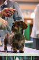 Crufts2011_2 1338